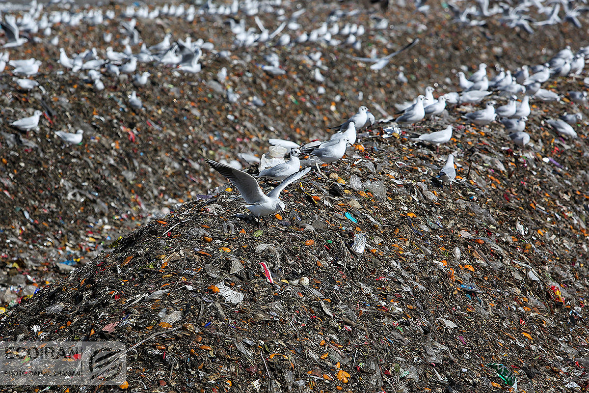راهکارهای شهرداری برای حل چالش پسماند؛ از زباله‌سوز چینی تا شهرک بازیافت