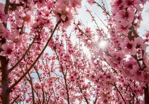 هوای بهاری در راه است؛ افزایش دما و وزش باد در برخی مناطق