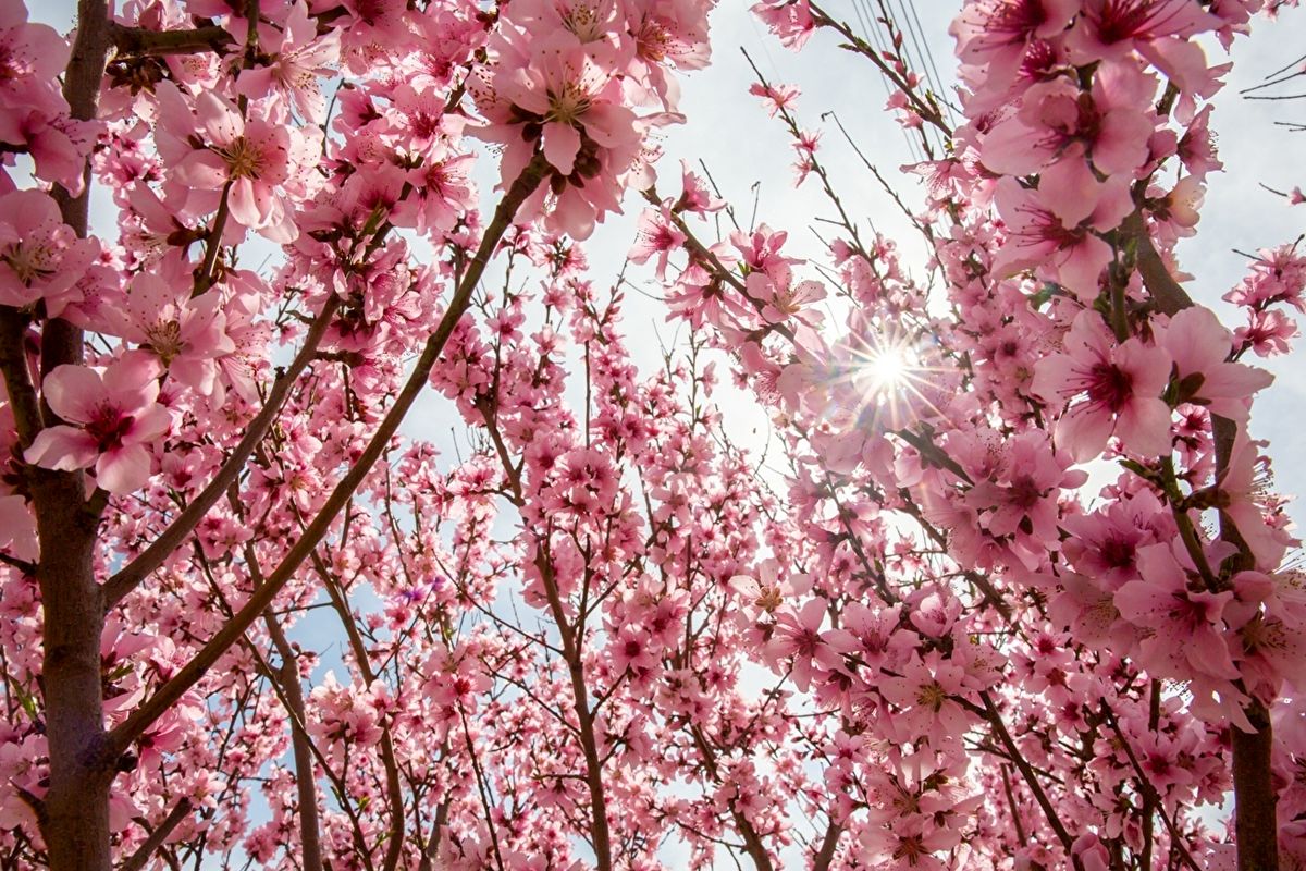 هوای بهاری در راه است؛ افزایش دما و وزش باد در برخی مناطق