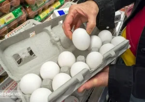 فاجعه در کمین امنیت غذایی کشور | تخم‌مرغ ۲۵ هزار تومانی و مرگ تولید !