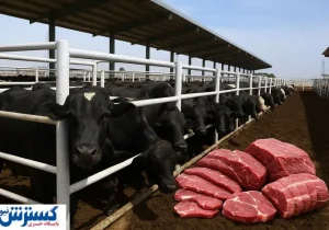 جنجال بر سر گوشت پاکستانی و قزاقستانی | دامدار ایرانی قربانی شد