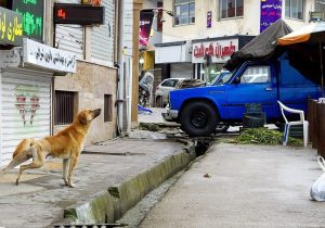سگ‌گردانی؛ نه ممنوع، نه بی‌ضابطه