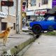 سگ‌گردانی؛ نه ممنوع، نه بی‌ضابطه