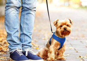 ممنوعیت سگ‌گردانی در اصفهان؛ هشدار دادستان