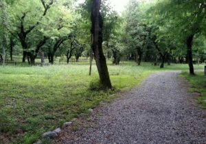 تلاش برای بازگشت حق‌آبه بوستان سرخه حصار از سد لتیان؛ کاشت ۳۳ هزار درخت در دستور کار