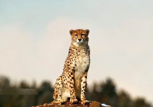 حفاظت از یوز یعنی حفاظت از فلات مرکزی ایران