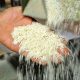 کاهش قیمت برنج ایرانی در میادین میوه و تره بار تهران