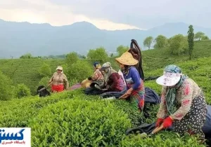 دولت به وعده‌اش عمل کرد | مطالبات پرداخت شد