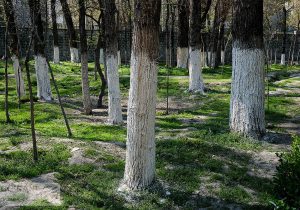 قطع درختان ۵۰ ساله آغاز شد / چیتگر و سرخه‌حصار قربانی می‌شوند؟