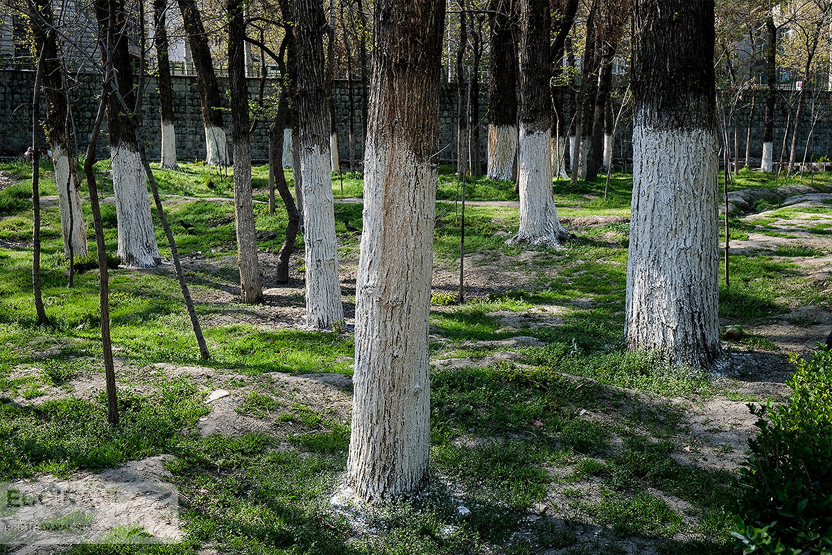 قطع درختان ۵۰ ساله آغاز شد / چیتگر و سرخه‌حصار قربانی می‌شوند؟