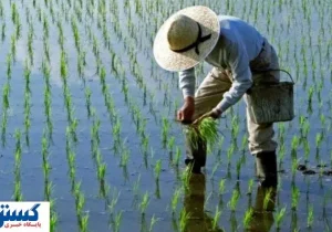 کشت پاییزه بدون کود؛ کشاورزان در بحران فرو رفتند