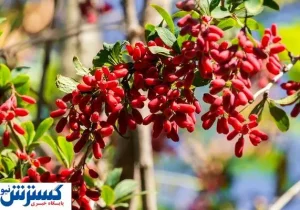 بورس زرشک و عناب راه اندازی می شود