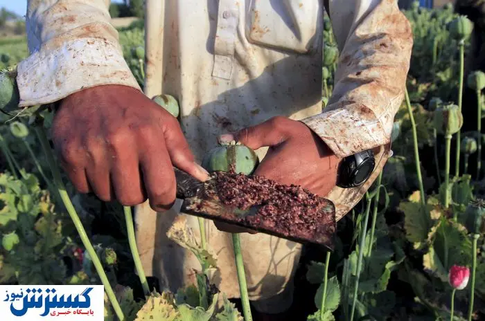 دولت به کشت خشخاش در ایران چراغ سبز داد