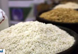 برنج درجه یک ایرانی ۱۵۵ درصد گران شد؛ کمبود کالری در سفره‌ها
